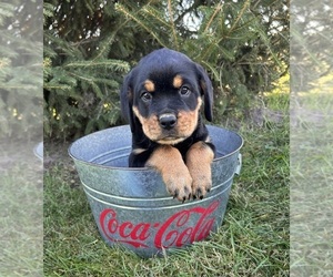 Rottweiler Puppy for sale in MIDDLEBURY, IN, USA