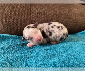 Miniature Australian Shepherd Puppy for sale in CAMP MCCOY, WI, USA