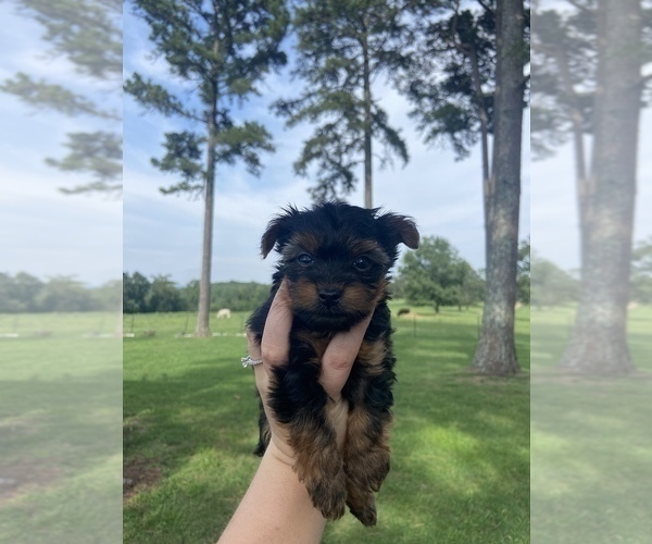 Medium Photo #4 Yorkshire Terrier Puppy For Sale in PELSOR, AR, USA