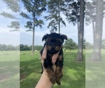 Small Photo #4 Yorkshire Terrier Puppy For Sale in PELSOR, AR, USA