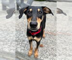 Small #14 Miniature Pinscher Mix