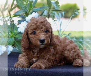 Goldendoodle (Miniature) Puppy for sale in EAST EARL, PA, USA