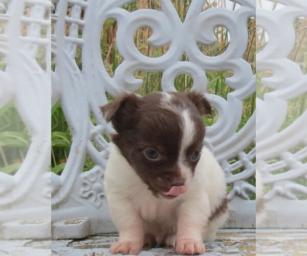 Medium Photo #19 Chihuahua Puppy For Sale in HAYES, VA, USA
