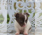 Small #18 Chihuahua