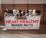 Small #4 Boston Huahua