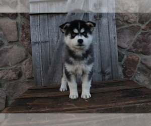 Pomsky Puppy for Sale in WOOSTER, Ohio USA