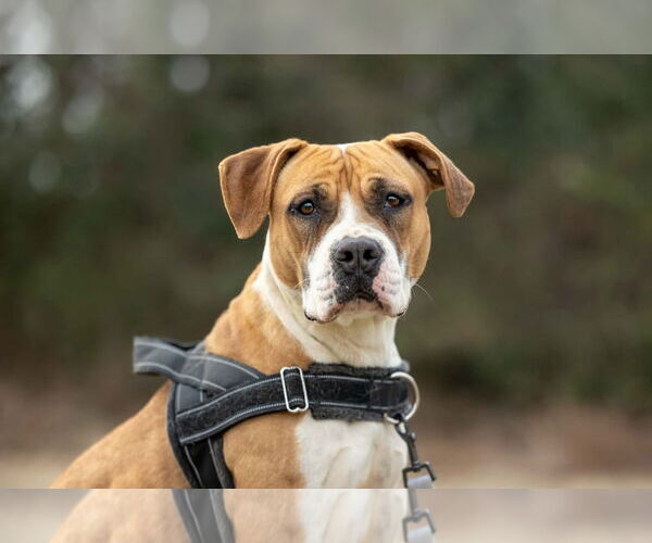 Medium Photo #1 Boxer-Unknown Mix Puppy For Sale in Holly Springs, NC, USA