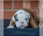 Small #3 English Bulldog