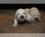 Small Photo #8 English Cream Golden Retriever Puppy For Sale in MCHENRY, IL, USA