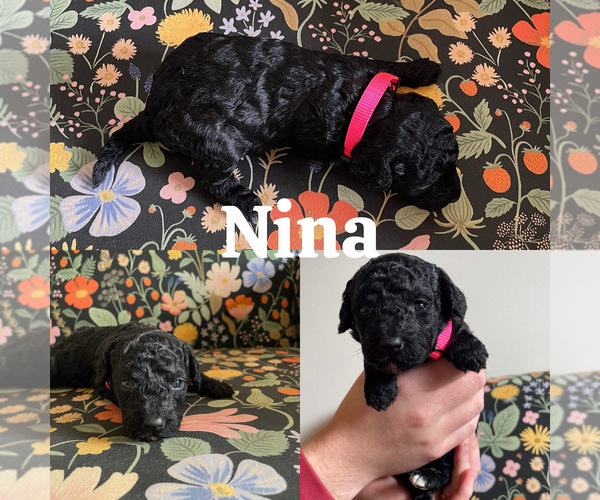 Medium Photo #2 Goldendoodle (Miniature) Puppy For Sale in NASHVILLE, TN, USA