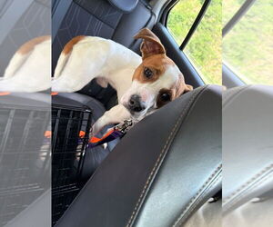 Medium Jack Russell Terrier Mix