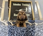 Small Photo #3 Bloodhound Puppy For Sale in BROOKFIELD, MO, USA