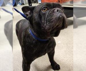 French Bulldog Dogs for adoption in Riverside, CA, USA