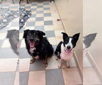 Small #1 Border Collie Mix