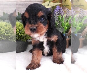 Medium Cavapoo