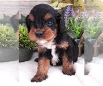 Puppy Puppy 3 Male Cavapoo