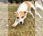 Small #1 Labrador Retriever Mix