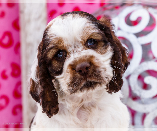 Medium Photo #2 Cocker Spaniel Puppy For Sale in WAKARUSA, IN, USA
