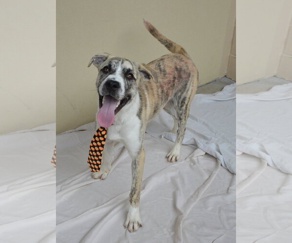 Medium Photo #1 Mutt Puppy For Sale in McKinney, TX, USA