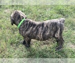 Small Photo #2 Mastiff Puppy For Sale in SUGAR LAND, TX, USA