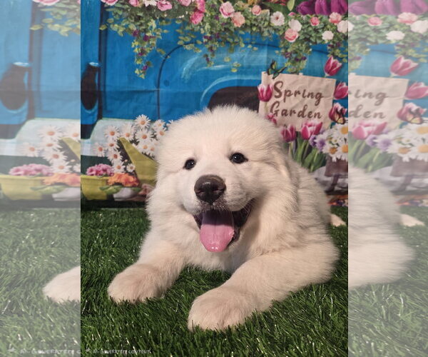 Medium Photo #6 Great Pyrenees Puppy For Sale in Spring, TX, USA