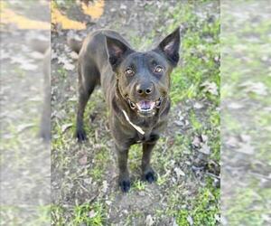 Mutt Dogs for adoption in Conroe, TX, USA