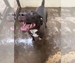 Small #2 American Staffordshire Terrier Mix