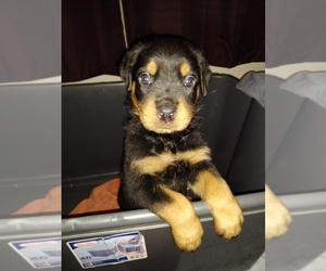 Rottweiler Puppy for sale in PUEBLO, CO, USA