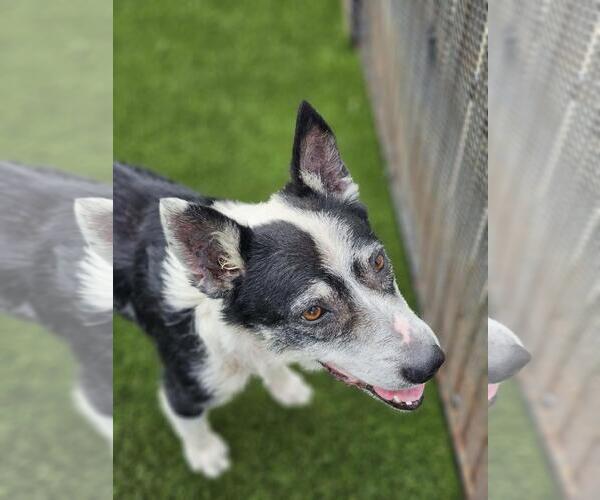 Medium Photo #11 Australian Shepherd-Unknown Mix Puppy For Sale in Rockwall, TX, USA