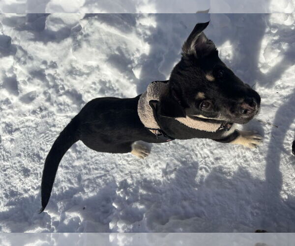 Medium Photo #11 Shepradors Puppy For Sale in Princeton, MN, USA