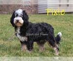 Small Photo #1 Bernedoodle (Miniature) Puppy For Sale in DENVER, PA, USA