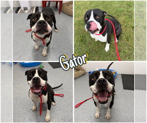 American Staffordshire Terrier-Boxer Mix Dogs for adoption in Pierceton , IN, USA