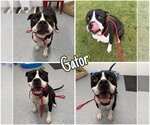 Gator - Male American Staffordshire Terrier-Boxer Mix Dog for Adoption - Small photo