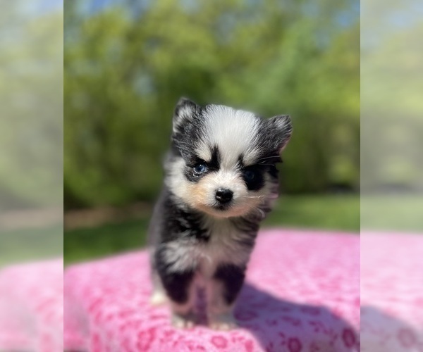 Medium Photo #1 Pomsky Puppy For Sale in DRACUT, MA, USA