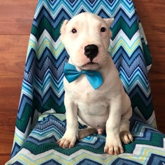 Dogo Argentino Puppy for sale in QUARRYVILLE, PA, USA