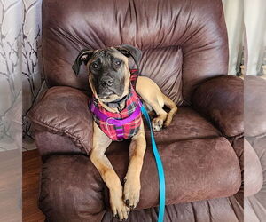 Mastiff-Unknown Mix Dogs for adoption in Catasauqua, PA, USA