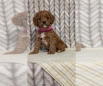 Small Photo #48 Cavapoo (Miniature) Puppy For Sale in GOSHEN, IN, USA