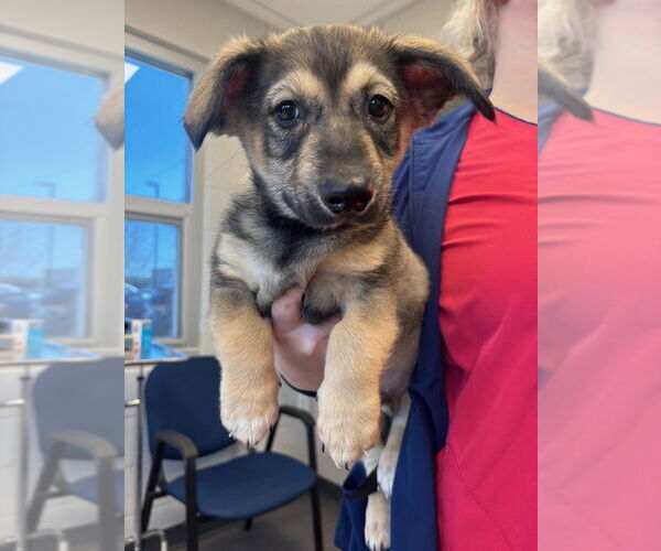 Medium Photo #1 Scottish Collisky Puppy For Sale in Evansville, IN, USA