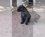 Small #2 Mastiff