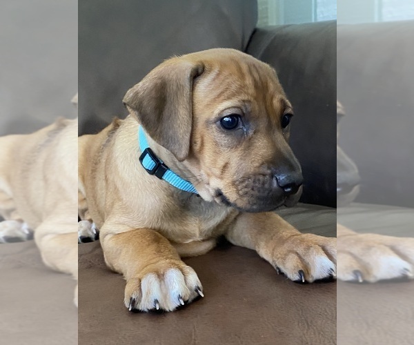 Medium Photo #7 Rhodesian Ridgeback Puppy For Sale in KELLER, TX, USA