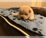 Small #4 Shiba Inu