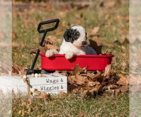 Medium Photo #4 Bernedoodle (Miniature) Puppy For Sale in PRAIRIE VIEW, KS, USA