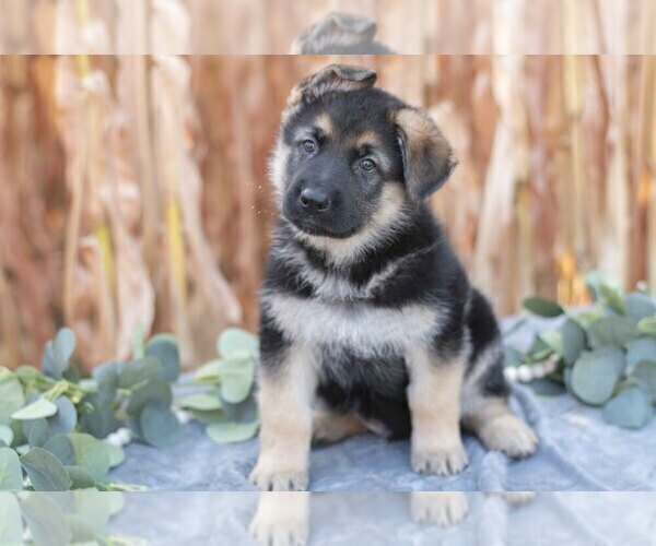 Medium Photo #1 German Shepherd Dog Puppy For Sale in FREDERICKSBURG, OH, USA