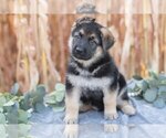 Small German Shepherd Dog