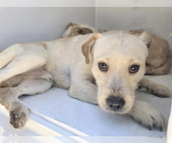 Medium Photo #1 Parson Russell Terrier-Unknown Mix Puppy For Sale in Houston, TX, USA