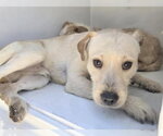 Small Parson Russell Terrier Mix