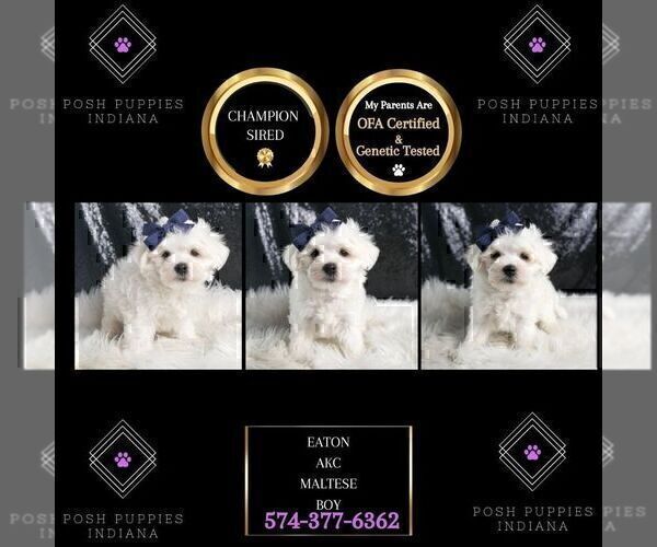 Medium Photo #50 Maltese Puppy For Sale in WARSAW, IN, USA