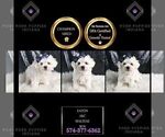 Small #2 Maltese