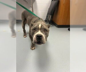 Mutt Dogs for adoption in St. Cloud, FL, USA