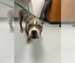 BRUNO - Male Mutt Dog for Adoption - Small photo